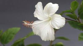 Bunga hibiscus mekar mempercantik taman rumah. ( Foto Pexels)