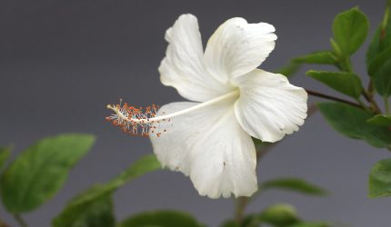 Bunga hibiscus putih mekar indah di taman rumah.