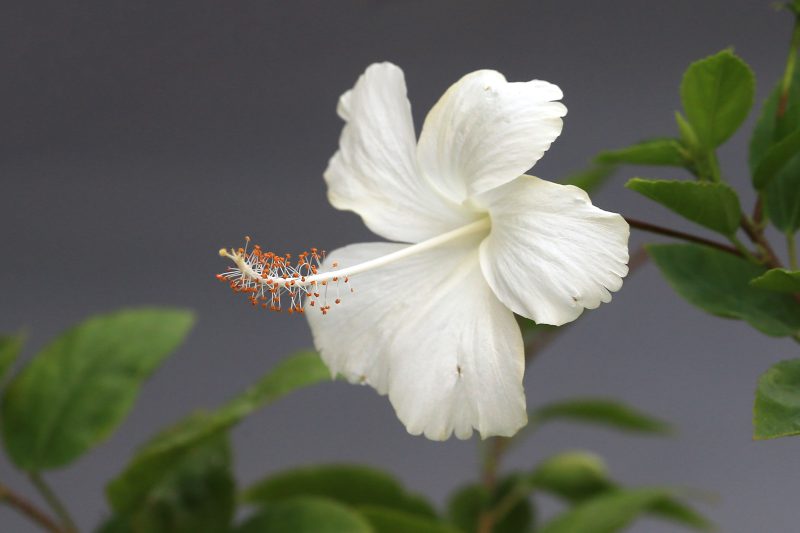 Bunga hibiscus mekar mempercantik taman rumah. ( Foto Pexels)