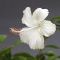Bunga hibiscus mekar mempercantik taman rumah. ( Foto Pexels)
