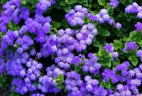 Bunga ageratum biru mekar di taman ( Foto Pexels)