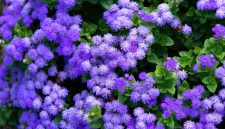 Bunga ageratum biru mekar di taman ( Foto Pexels)