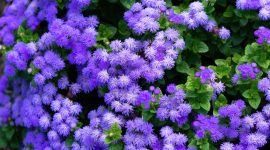Bunga ageratum biru mekar di taman ( Foto Pexels)