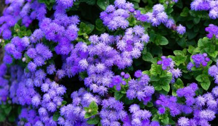 Bunga ageratum biru berbulu halus mekar di taman rumah.