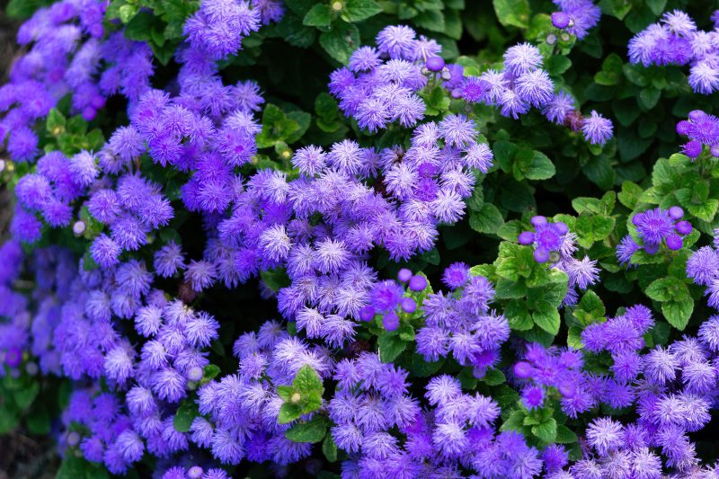 Bunga ageratum biru mekar di taman ( Foto Pexels)
