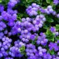 Bunga ageratum biru mekar di taman ( Foto Pexels)