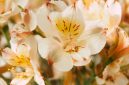 Alstroemeria Summer Paradise menghasilkan bunga potong berkualitas dengan masa berbunga panjang.