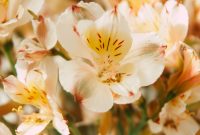 Alstroemeria Summer Paradise menghasilkan bunga potong berkualitas dengan masa berbunga panjang.