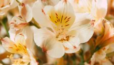 Alstroemeria Summer Paradise menghasilkan bunga potong berkualitas dengan masa berbunga panjang.