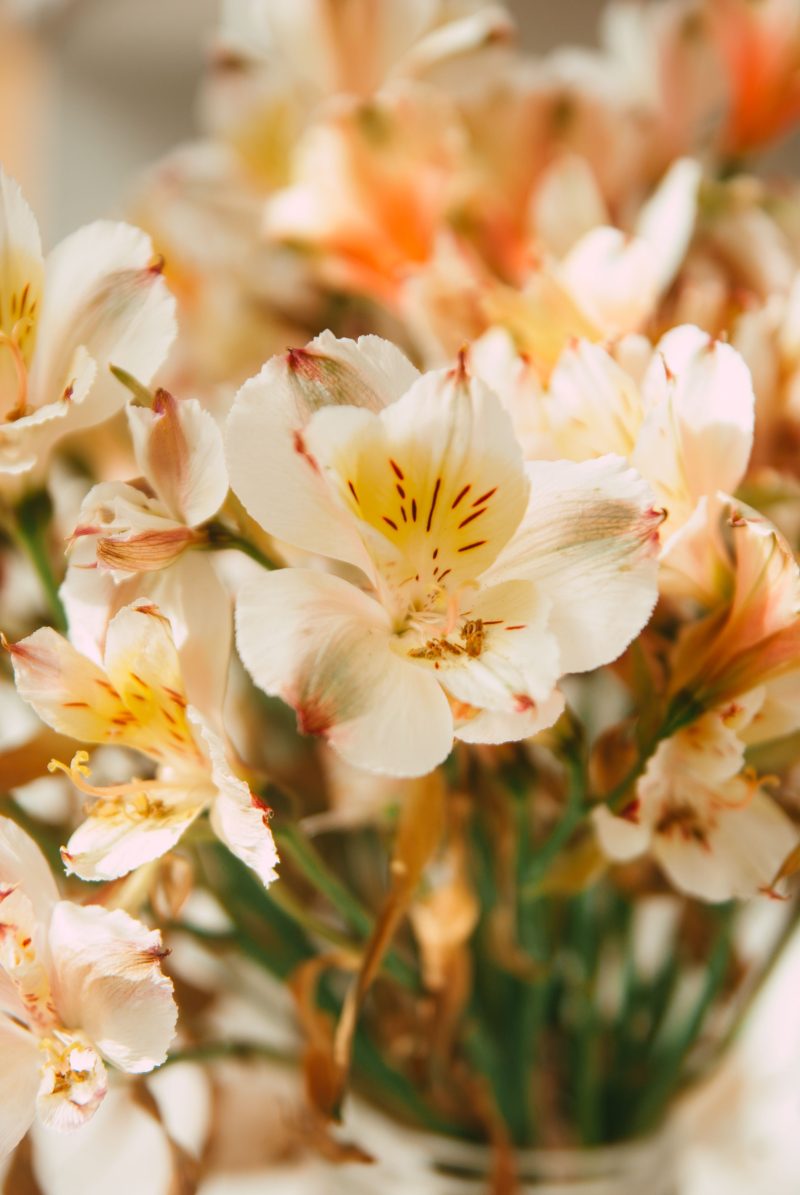 Alstroemeria Summer Paradise menghasilkan bunga potong berkualitas dengan masa berbunga panjang.