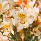 Alstroemeria Summer Paradise menghasilkan bunga potong berkualitas dengan masa berbunga panjang.