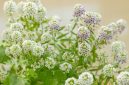 Bunga Alyssum menghasilkan hamparan bunga mungil yang harum dan mempercantik taman. (Foto: Pexels)