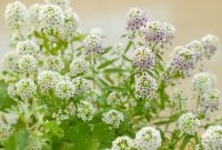 Bunga Alyssum menghasilkan hamparan bunga mungil yang harum dan mempercantik taman. (Foto: Pexels)