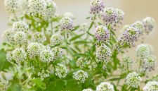 Bunga Alyssum menghasilkan hamparan bunga mungil yang harum dan mempercantik taman. (Foto: Pexels)