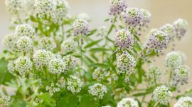 Bunga Alyssum menghasilkan hamparan bunga mungil yang harum dan mempercantik taman. (Foto: Pexels)