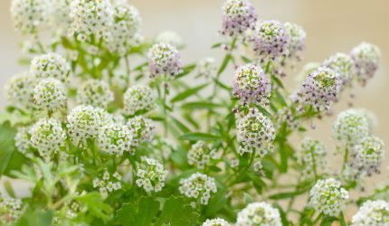 Bunga Alyssum putih dan ungu mekar lebat di taman dengan sinar matahari.