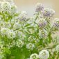 Bunga Alyssum menghasilkan hamparan bunga mungil yang harum dan mempercantik taman. (Foto: Pexels)