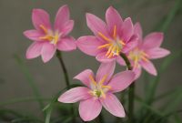 Bunga bakung dan narcissus mekar indah menghiasi taman saat musim berbunga. ( Foto Pexels)