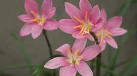 Bunga bakung dan narcissus mekar indah menghiasi taman saat musim berbunga. ( Foto Pexels)