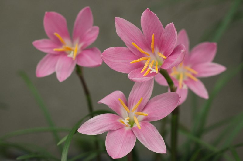 Bunga bakung dan narcissus mekar indah menghiasi taman saat musim berbunga. ( Foto Pexels)