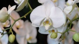 Anggrek bulan berbunga di dalam pot. ( Foto Pexels)