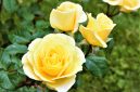 Cara merawat mawar Floribunda agar rajin berbunga.