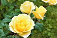 Cara merawat mawar Floribunda agar rajin berbunga.