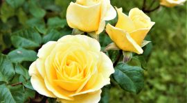Cara merawat mawar Floribunda agar rajin berbunga.