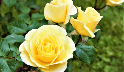 Mawar Floribunda berbunga lebat dengan warna cerah di taman rumah.
