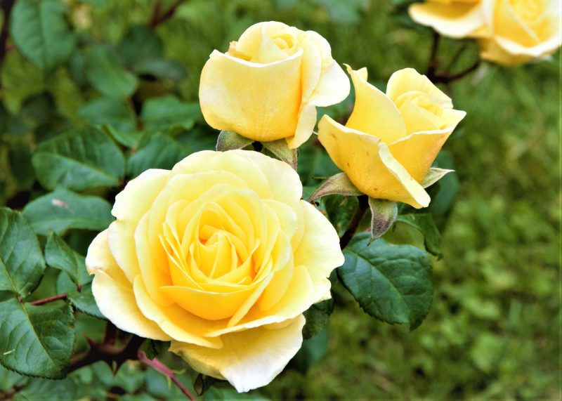 Cara merawat mawar Floribunda agar rajin berbunga.