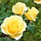 Cara merawat mawar Floribunda agar rajin berbunga.