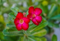 Adenium berbunga indah dengan bonggol unik untuk bisnis tanaman hias. ( Foto Pexels )