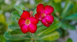 Adenium berbunga indah dengan bonggol unik untuk bisnis tanaman hias. ( Foto Pexels )