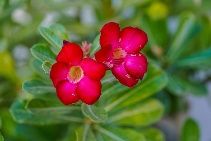 Adenium berbunga indah dengan bonggol unik untuk bisnis tanaman hias. ( Foto Pexels )