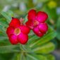 Adenium berbunga indah dengan bonggol unik untuk bisnis tanaman hias. ( Foto Pexels )