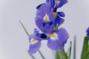 Bunga iris ( Foto Pexels)