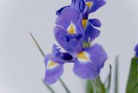 Bunga iris ( Foto Pexels)