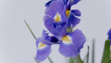 Bunga iris ( Foto Pexels)