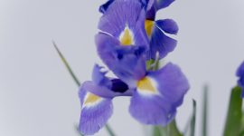 Bunga iris ( Foto Pexels)