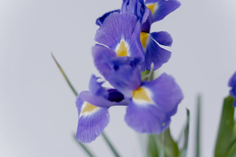 Bunga iris ( Foto Pexels)