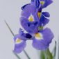 Bunga iris ( Foto Pexels)