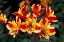 Alstroemeria  berbunga lebat dan tahan panas. ( Foto Pexels)