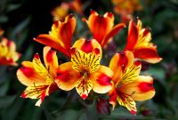 Alstroemeria  berbunga lebat dan tahan panas. ( Foto Pexels)