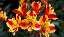 Alstroemeria berbunga lebat dan tahan panas. ( Foto Pexels)