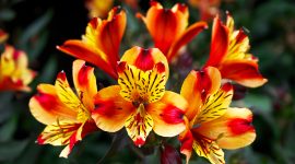 Alstroemeria  berbunga lebat dan tahan panas. ( Foto Pexels)