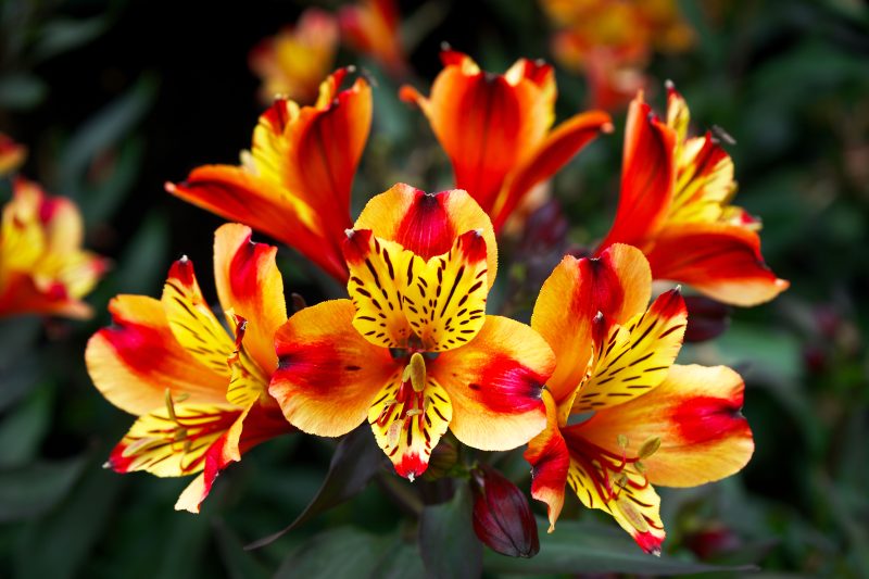 Alstroemeria  berbunga lebat dan tahan panas. ( Foto Pexels)