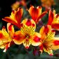 Alstroemeria  berbunga lebat dan tahan panas. ( Foto Pexels)