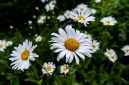 Bunga daisy mekar dengan kelopak putih dan pusat kuning cerah. ( Foto Pexels)