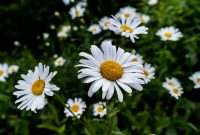 Bunga daisy mekar dengan kelopak putih dan pusat kuning cerah. ( Foto Pexels)
