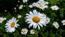 Bunga daisy mekar dengan kelopak putih dan pusat kuning cerah. ( Foto Pexels)